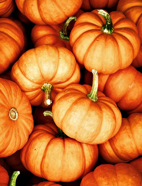 Halloween Pumpkin Baby Recipes