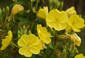 Evening primrose oil benefits